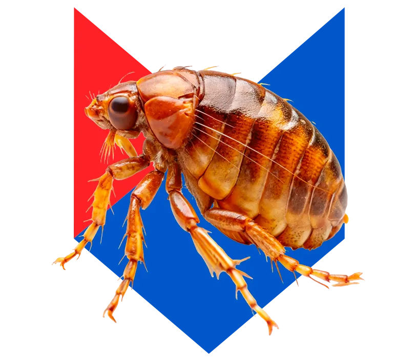 Блоха